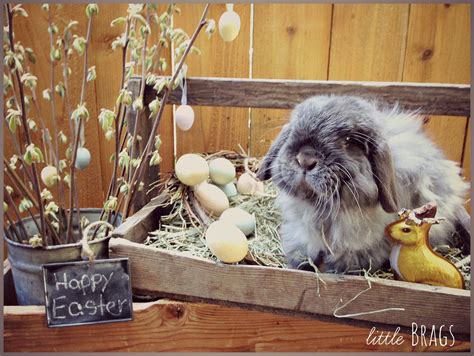 little brags serious cuteness alert the real easter bunny