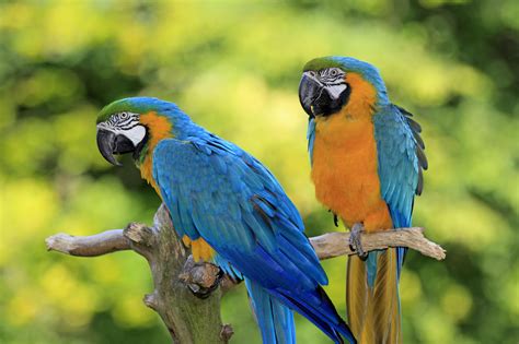 top  popular large parrots