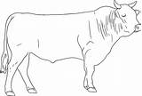 Cattle Wagyu sketch template