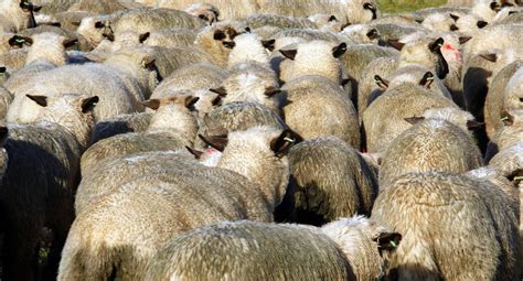 aantal schapen lijkt te dalen het schaap