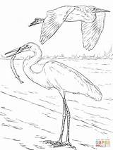 Coloring Egret Pages Egrets Great Two Bird Printable Drawing Heron Supercoloring Sheets Sheet Drawings Birds Osprey 314px 72kb Color sketch template