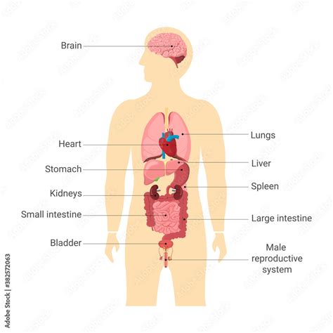 human body internal organs  main parts labeled anatomy  body