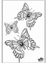Butterfly Coloring Insects Advertisement sketch template