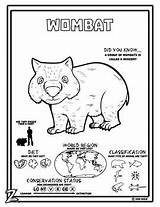 Wombat Coloring Wild Sheets Pages Activities Resources Choose Board Educational Created sketch template