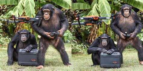debunked  chimp   flying  drone