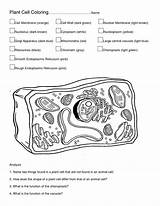 Cell Animal Coloring Worksheet Plant Color Bubakids Cells Pages Diagram Thousand Through Parts Kids Printable Relation sketch template