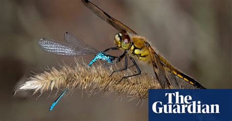 Dragonflies And Damselflies Your Green Shoots Photographs