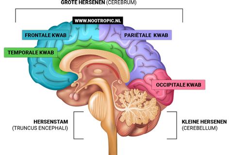anatomie van de hersenen nootropicnl