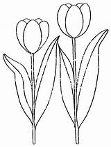 Tulipe Coloriage Colorat Lalele Flori Coloriages Planse Tulipes Pintura P06 Colorier Riscos Desene Tulip Primiiani Plantes Acoloringbook Artikkel sketch template