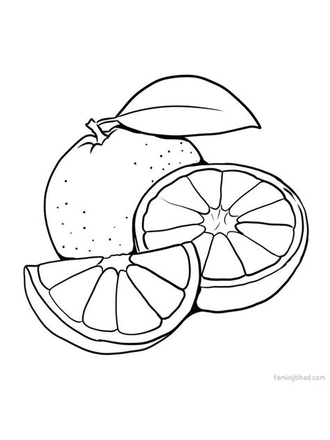 fruits oranges coloring pages png  file  quality