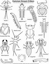 Coloring Pages Stream Water Insects Insect Drawing Kids Realistic Invertebrates Printable Conservation Pdf Template Sketch Nature Common Getdrawings Wildlife Warbler sketch template