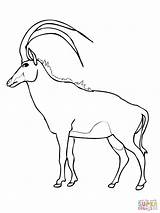 Springbok Antelope Savana Sable Addax sketch template