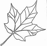 Maple Coloring Pages Getdrawings Leaf sketch template
