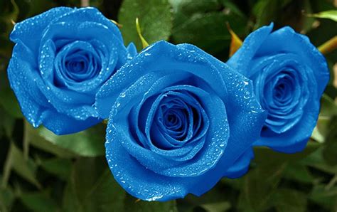 rosa azul uma flor cheia de significados greenme