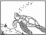 Turtle Coloring Pages Realistic Template sketch template