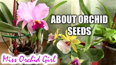 grow orchids  seeds youtube