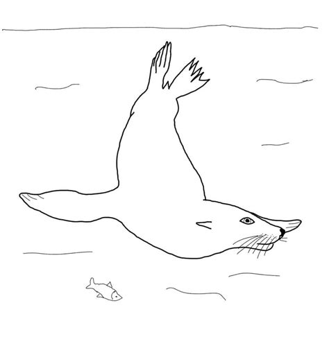 coloring pages sea lions printable  kids adults