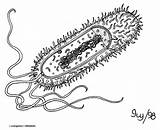 Prokaryotic Prokaryote sketch template