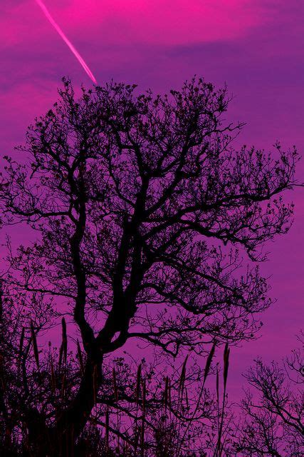 purple tree explore    purple trees purple sky beautiful world