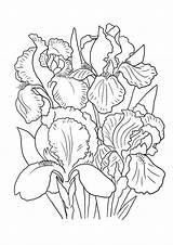 Iris Flower Coloring Pages Lily Color Printable Drawing Irises Drawings Sheet Getcolorings Print Colo Clipartqueen Big sketch template