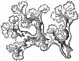 Moss Muschio Lichens Lichen Tundra Misti Iceland Designlooter sketch template