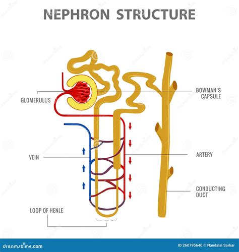kidney nephron loop  henle