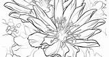 Montana Flower State Coloring sketch template