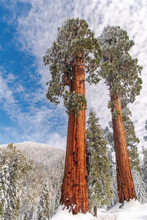 6 Pro Tips For Shooting Amazing Photos Of Giant Sequoia And Coast