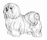 Realistic Dogs Dog Coloring Pages Drawing Getdrawings sketch template