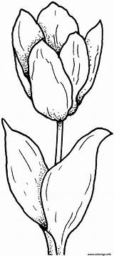 Tulpe Tulip Tulipe Kolorowanki Colorare Tulipan Einfache Tulpen Blumen Tulipano Druku Kolorowanka Tulipani Ausmalbilder Malvorlagen Tulips Malvorlage Supercoloring Schoene Dzieci sketch template