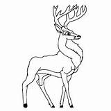 Deer Coloring Pages Buck Doe Mule Drawing Color Printable Ones Little Getcolorings Print Getdrawings sketch template