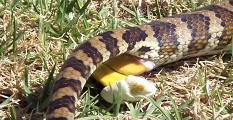 inilah fakta unik bagaimana ular  buang air besar  tak  diketahui sripokucom