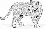 Jaguar Coloring Pages Color Print Jaguars Animal Leopard Adult Detailed Cat sketch template