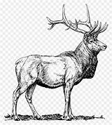 Elk Hunting Coloring sketch template