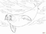 Seal Monk Coloring Pages Coloriage Colouring Dessin Monkey Luffy Printable Seals Drawing Whale Sea Visit Illustration Supercoloring Skip Main Categories sketch template