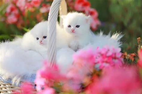 understanding doll face persian kittens lovetoknow pets