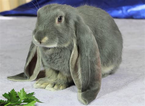 english lop rabbit facts temperament  care  pictures