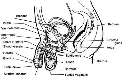 male reproductive system anatomy graph diagram