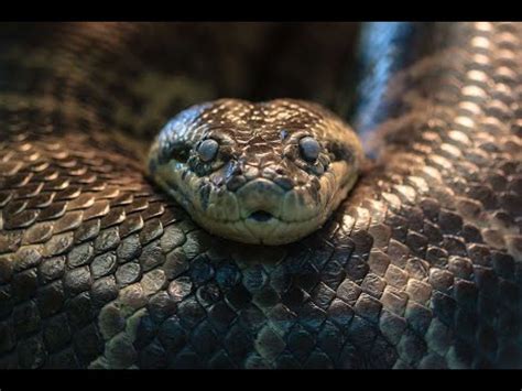 serpent youtube