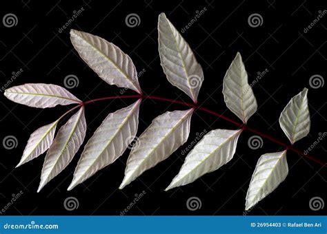 white leaves texture stock image image  leafy flora