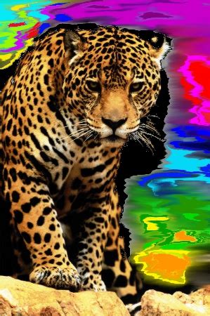 rainbow leopard  neondogtags  deviantart