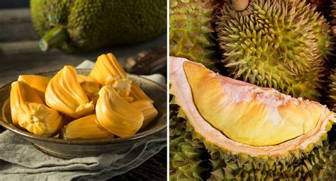 jackfruit  durian  fruit  taste   smell localise asia