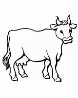 Mucche Preleva Codice sketch template