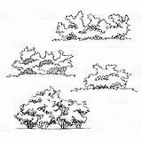 Bushes Ink Pencil Vegetation Okaryot Sketchbooks sketch template