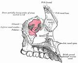 Maxilla Nasal Surface Palatine Maxillary Greater Jaw Upper Anatomy Sinus Canal Inferior Conchae Concha Incisive Body Left Maxillae Bone Canals sketch template