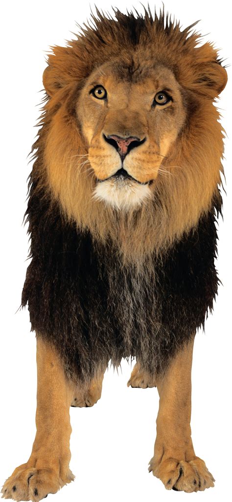 lion png image