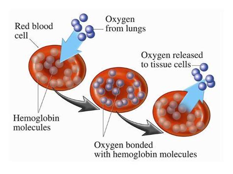 erythropoiesis hemopoiesis hemoglobin roles  red cells  oxygen