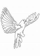 Dove Coloring Flying Drawing Fast Birds Bird Pages Line Flight Color Realistic Sketch Draw Getdrawings Kids Comments sketch template