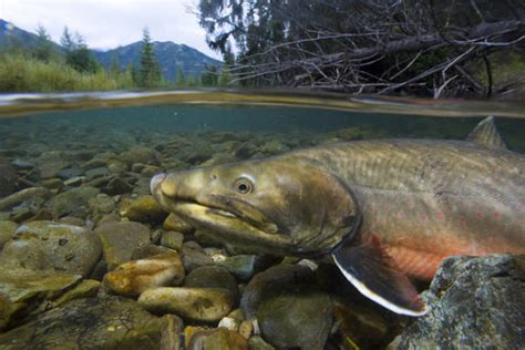 bull trout underwater flickr photo sharing