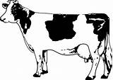 Cow Outline Clipart Clip Cliparts Drawing Cute Line Vector Dairy Young Holstein sketch template